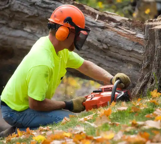 tree services Highlands